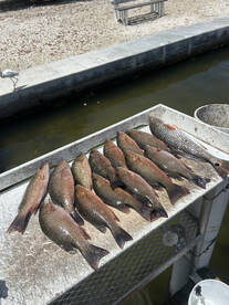 Great summertime fishing going on now