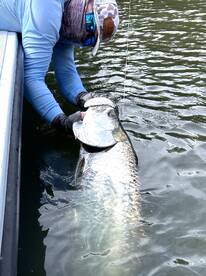 Steady tarpon bite during the new moon phase!!