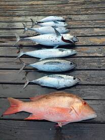 Fort Lauderdale Report Photo 2