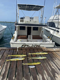 Mahi Mahi’s are here