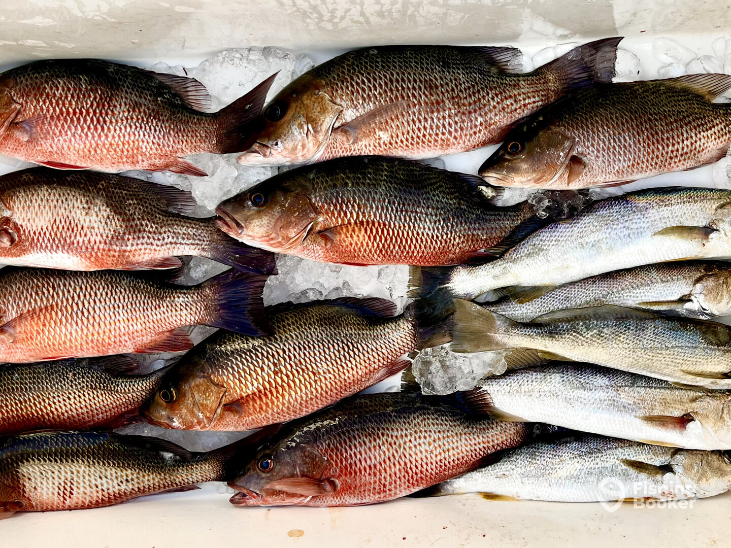 Tampa Report Photo 0