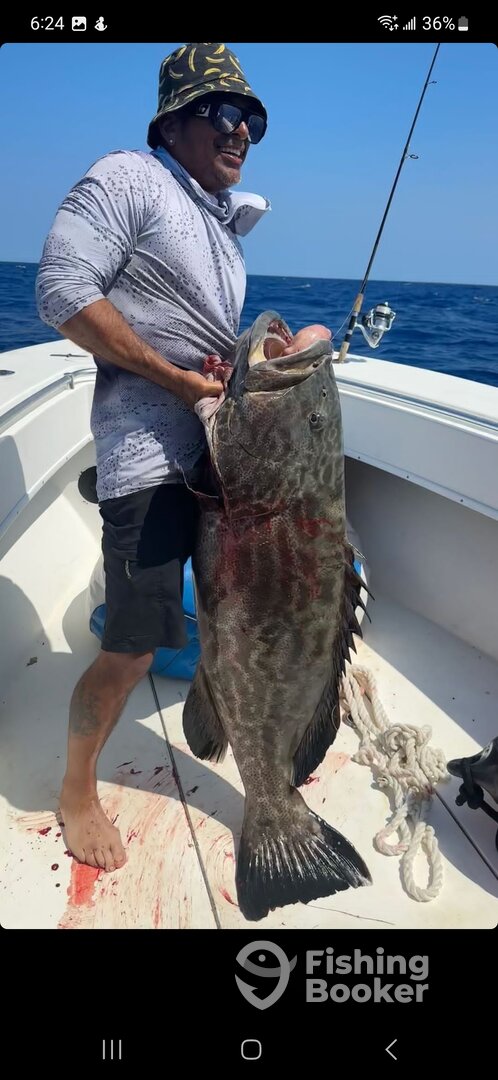 Deepwater big black Grouper!