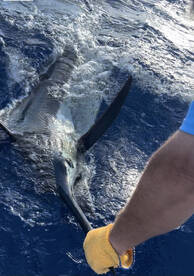 Sandys Report Photo 1