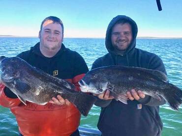 Tautog