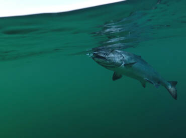 Salmon Fishing at its Finest right now