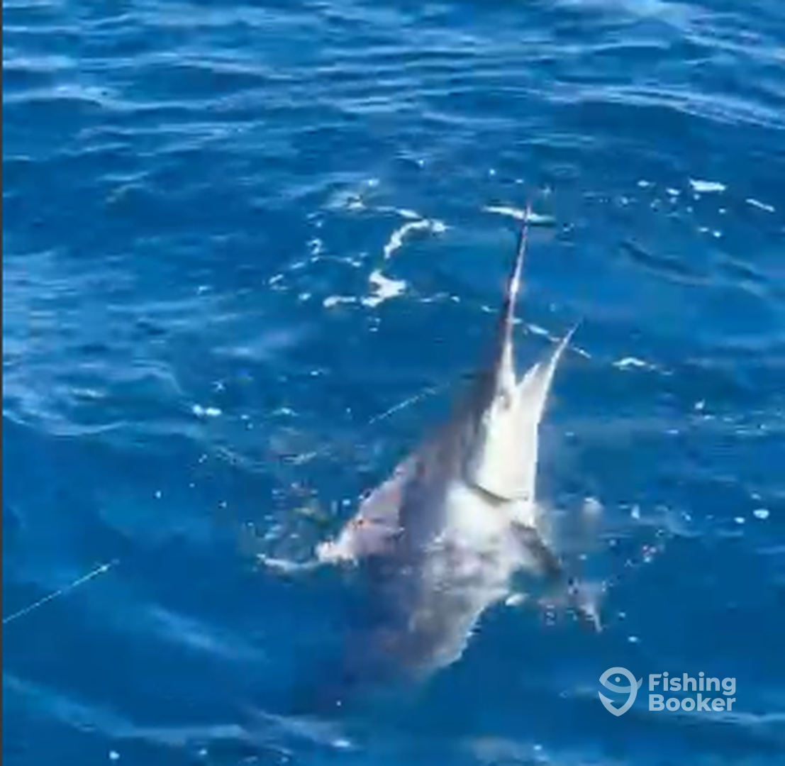 Cabo San Lucas Report Photo 0