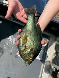 The red ear and Bluegill bite is HOT