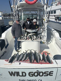 Limits of yellowtail!