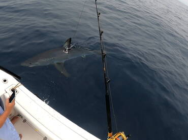 Double header on monster makos