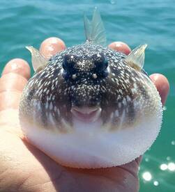 Bay Pines Report Photo 1