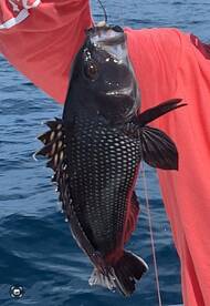 Virginia Beach Report Photo 2