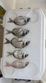 Good bites, rough sea