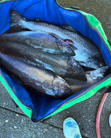 Gold Beach Report Photo 1