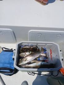 Manteo Report Photo 2