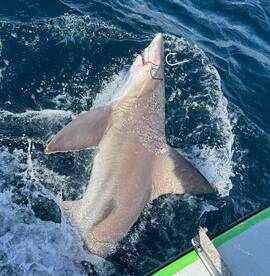 Dania Beach Report Photo 2