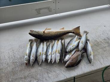 Orange Beach Report Photo 2