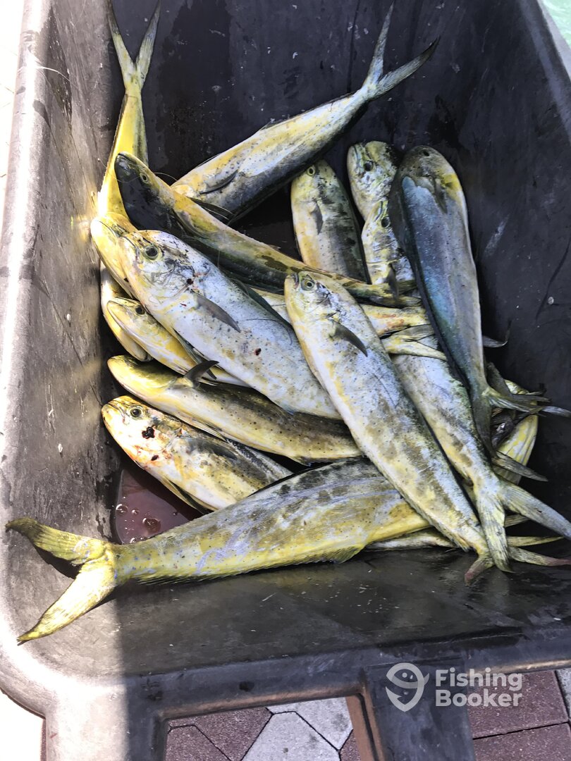 17 dolphin, big ones already  filleted 