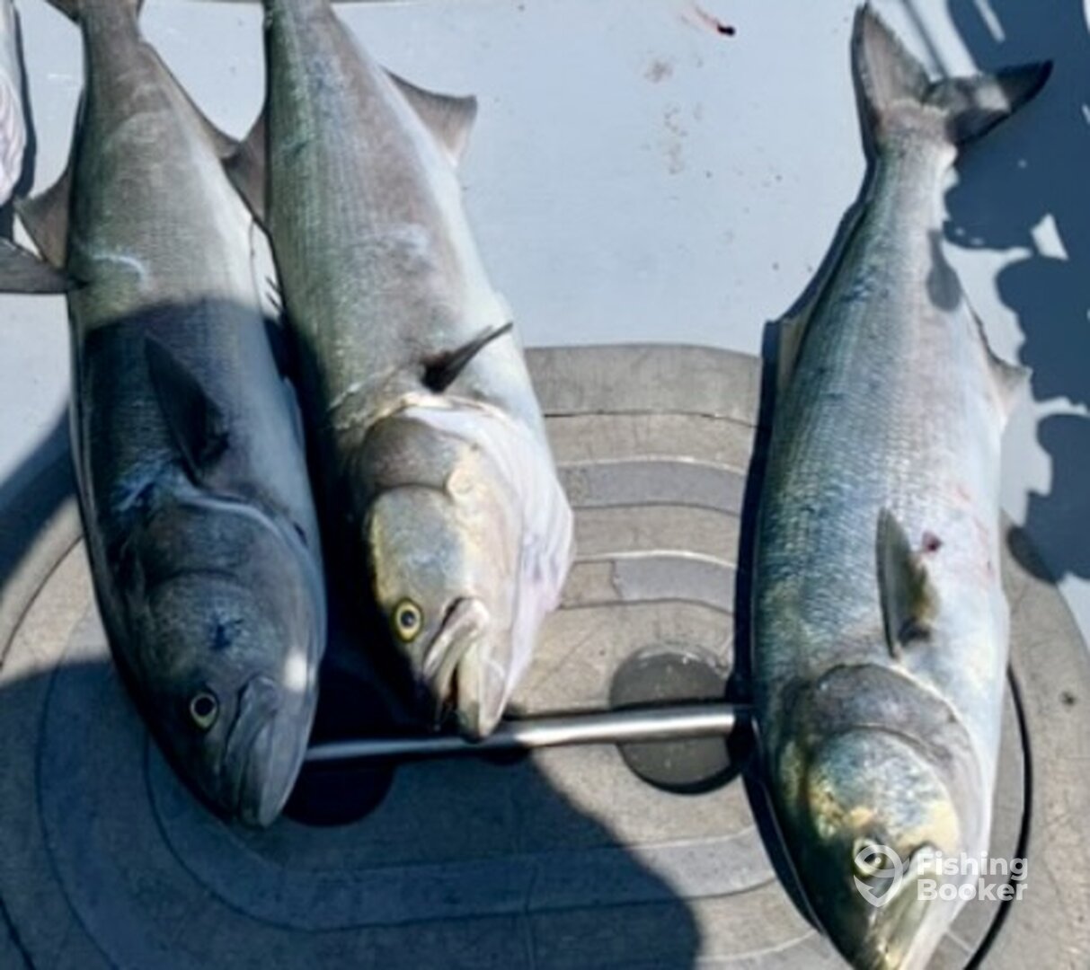 Scituate Report Photo 0