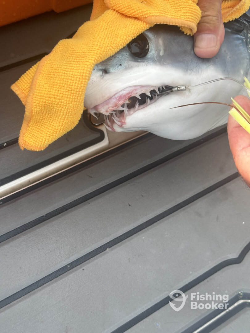 Avalon Report Photo 0