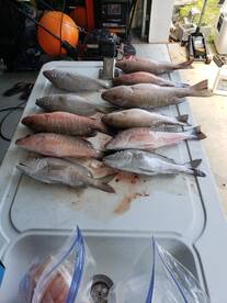 MANGROVE SNAPPER,AND GRUNTS