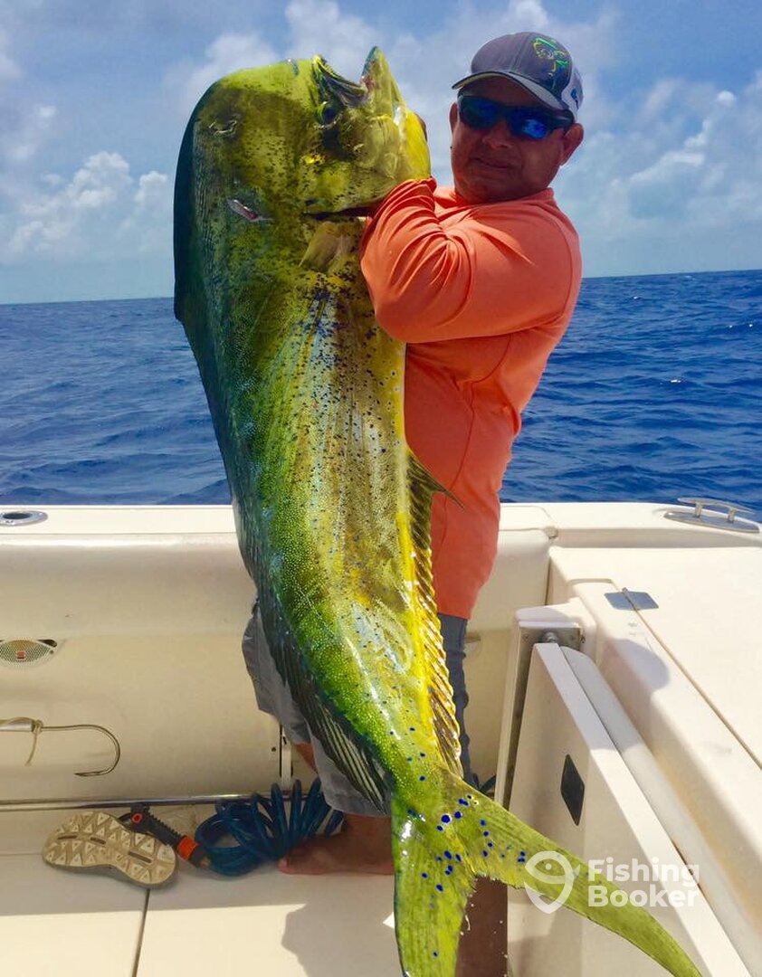 Bull Mahi Mahi