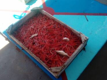 Santorini Report Photo 2