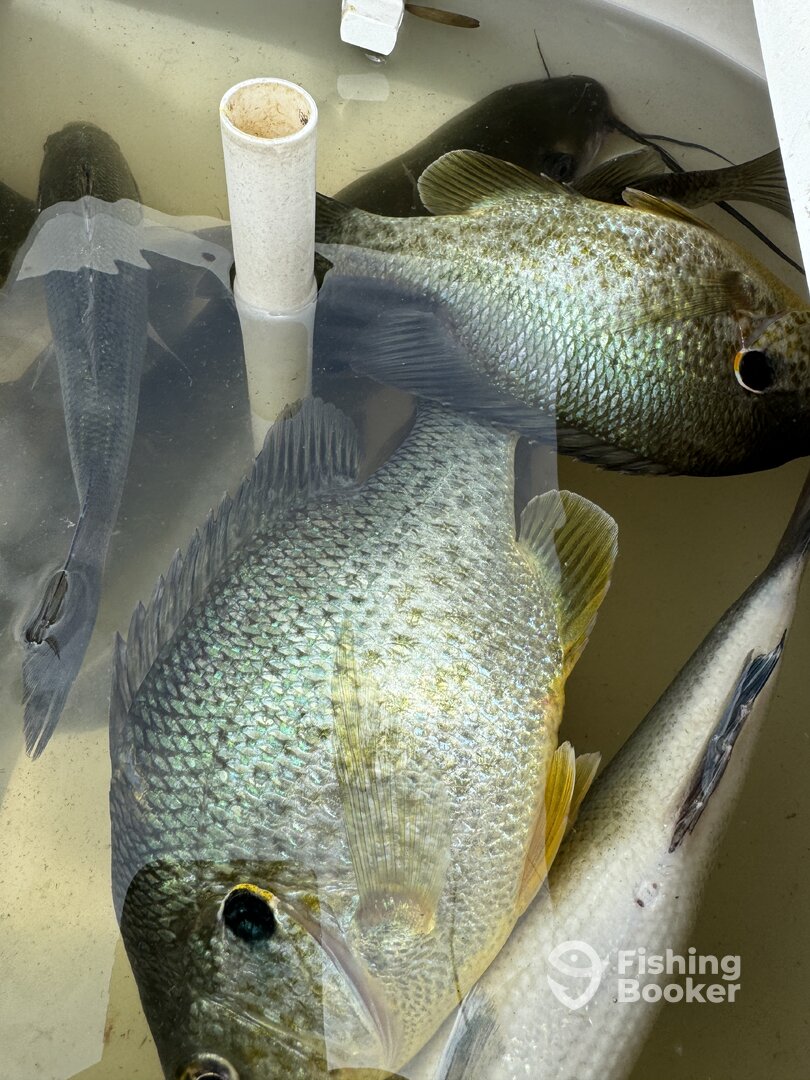 Atlanta Report Photo 0