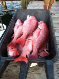 Opening day Red Snapper canceled 