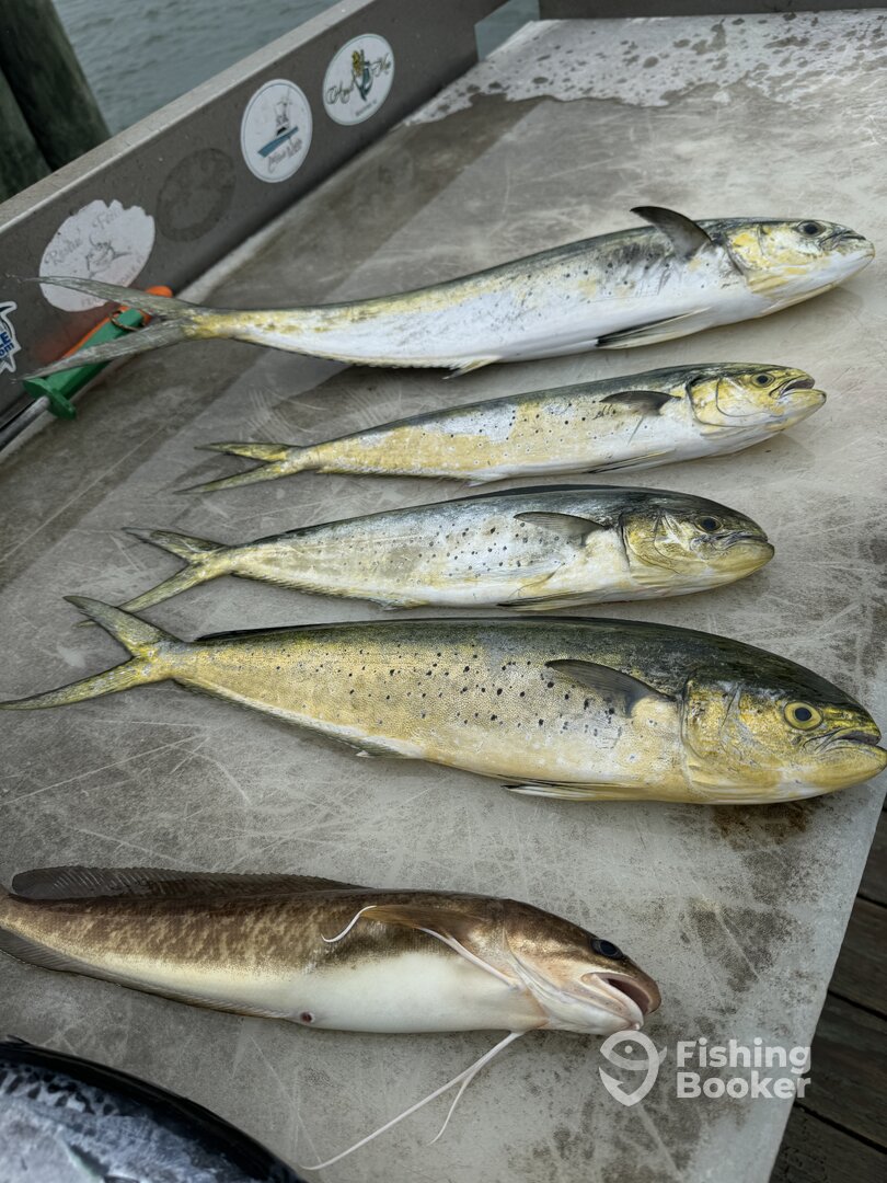 Ocean City Report Photo 0