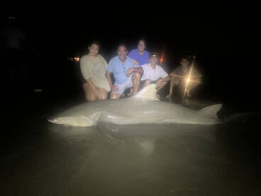 Have you ever caught a large shark?