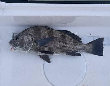 Great fishing tonight