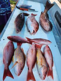 Red snapper