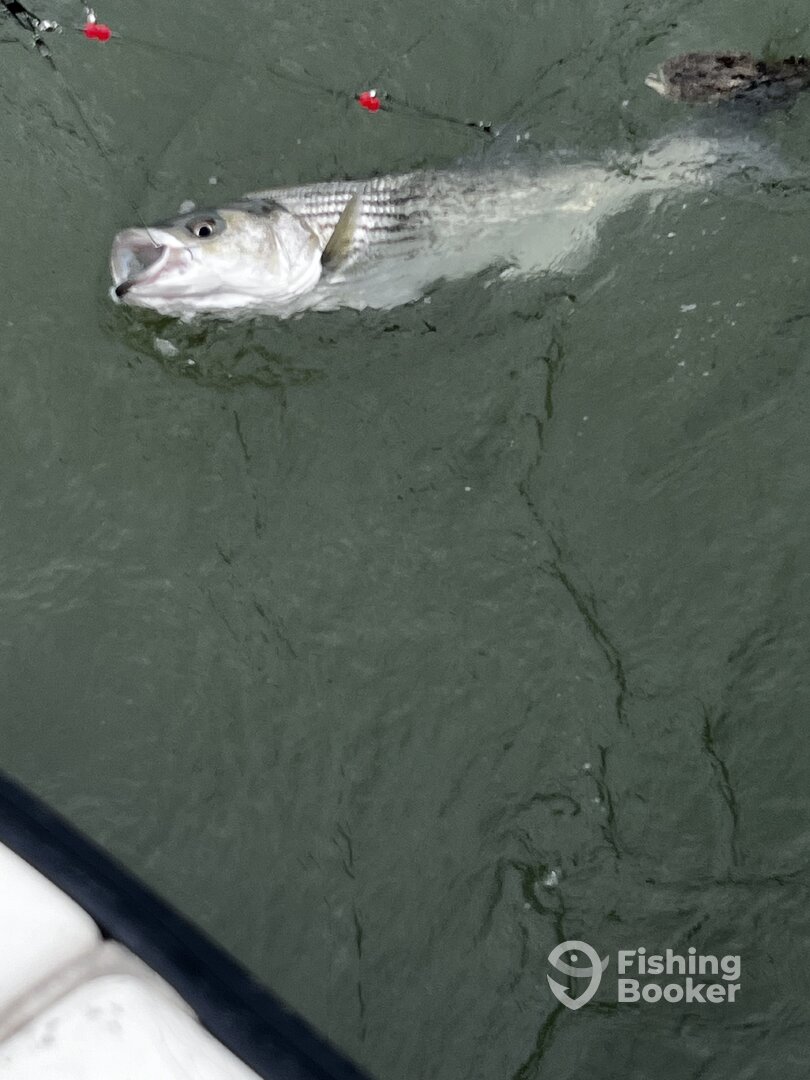 Rockfish coming boat side for a release.