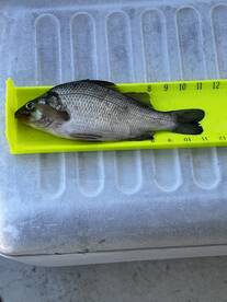 Jumbo White perch.