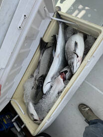 South Haven Report Photo 2