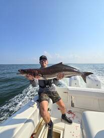 Cobias, sharks and drum!