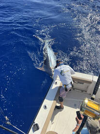 Blue Marlin - 700lbs