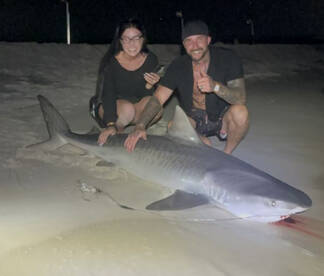 1 7ft tiger shark