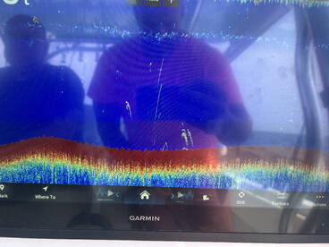 Tuna marks on the bottom 