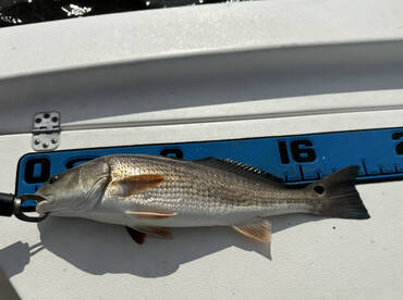 Ocean Isle Beach Verslag Foto 1