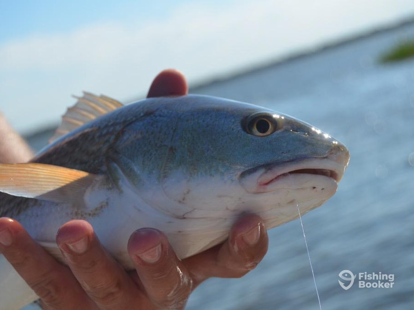 St. Augustine Report Photo 0