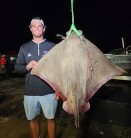 65 lb Bullnose Ray 