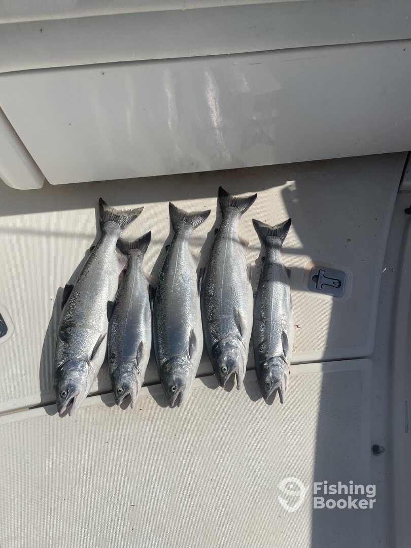 Chicago Report Photo 0