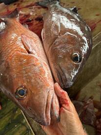 Venice Report Photo 1