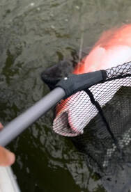 Full box combos of fish