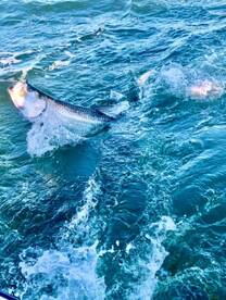 RARE Tarpon landed with High Times Chart