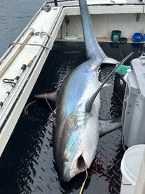 Hampton Report Photo 2