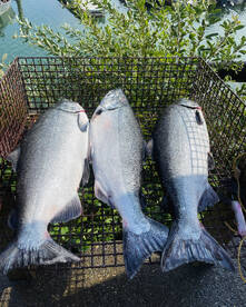 3 for 3 all over 30lb 35lb 33lb 31lb. Gr