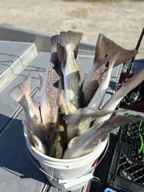 Port Aransas Report Photo 1