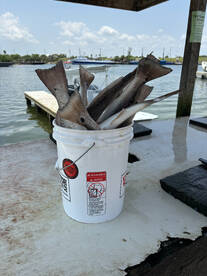 Port Aransas Report Photo 2